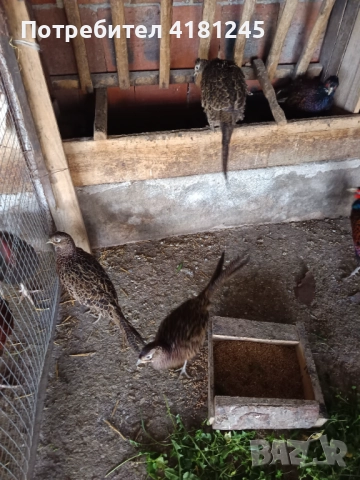 Колхидски фазани , снимка 2 - други­ - 52952239