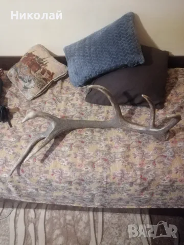 Голям еленов рог, снимка 2 - Други ценни предмети - 49695179