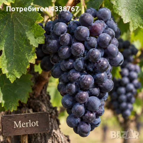 Грозде сорт Мерло 