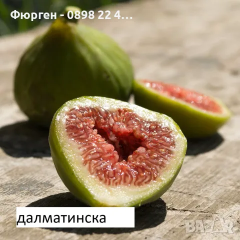  Смокиня  / Разсад Студоустойчиви - Налични 8 сорта, снимка 2 - Разсади - 34044411