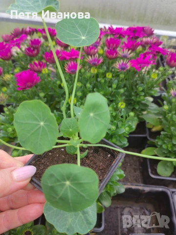 Латинка, тагетис, невен и босилек , снимка 6 - Градински цветя и растения - 54172455