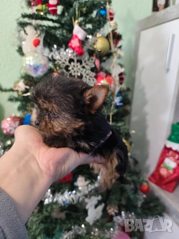 Мини йоркширски териер