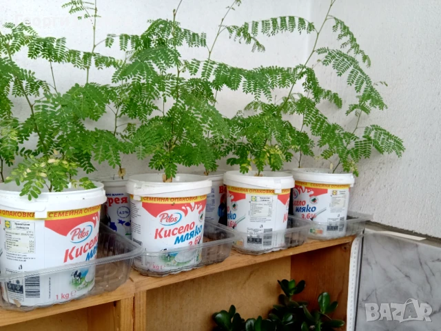 Цезалпиния, Жълта Райска Птица, снимка 2 - Градински цветя и растения - 50935681