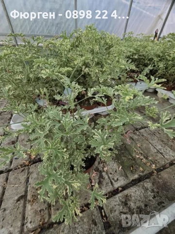 Индрише Обикновенно 7,50 и Индрише Шарено против комари за 12лв, снимка 6 - Разсади - 47146119