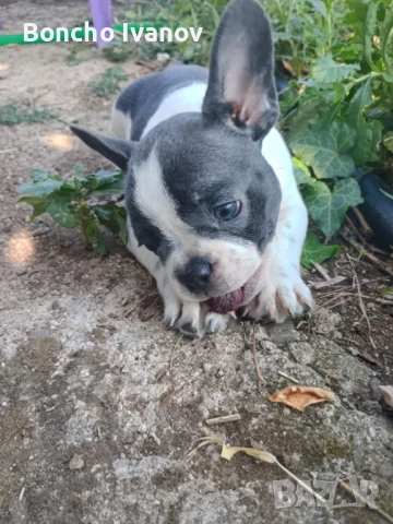 Френски   сини шарени булдочета , снимка 1