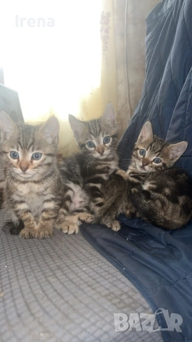 Продават се, снимка 4 - Бенгалски - 53833240