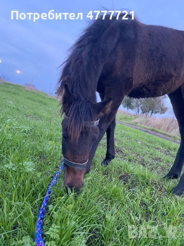 Продавам кобила на 11 месеца , снимка 7 - Коне - 53977460