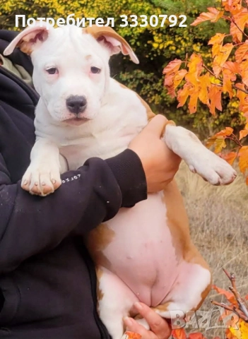 Женски американски стафордширски териер - елитни родители с родословие , снимка 7 - Американски стафордширски териер - 51258763