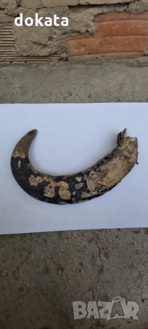Много стар биволски рог, снимка 3 - Други животни - 33933090
