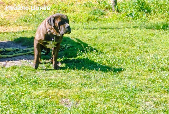 Малки кученца- Лабрадор, снимка 3 - Лабрадор ретривър - 54363432