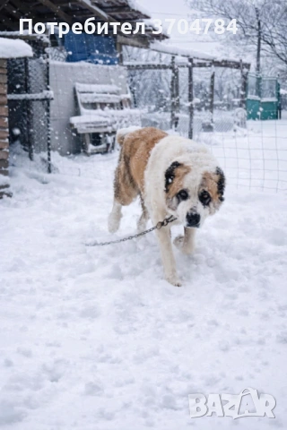 Продавам Сао алабай 