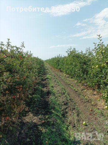 Продавам ябълкова градина, снимка 8 - Земеделска земя - 42316614