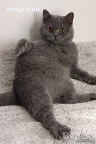 Шотландско котенце, снимка 3 - Други - 53172089