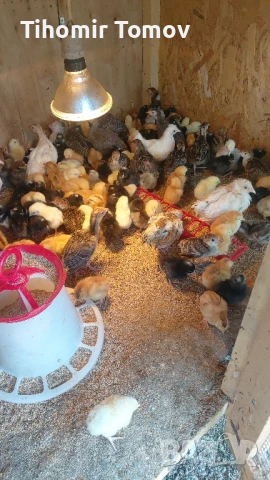 продавам пуйчета пилета токачки , снимка 3 - Кокошки и пуйки - 50383646