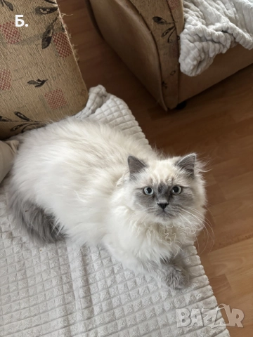 Мъжки котарак за Разплод