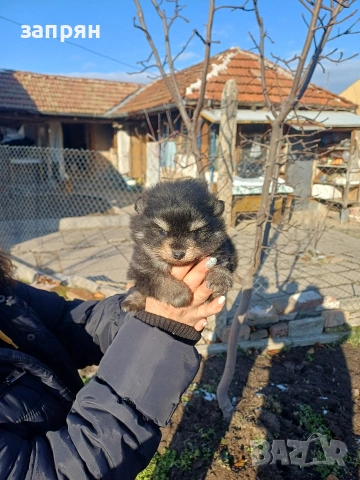 померан, снимка 3 - Померан - 53153620