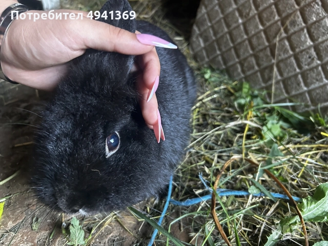 Лъвска глава и зализан косъм, снимка 12 - Декоративни зайчета - 55969783