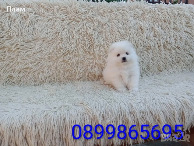 Мъжки и женски Померани.Реални снимки от 06.04.26 г., снимка 11 - Померан - 54105762