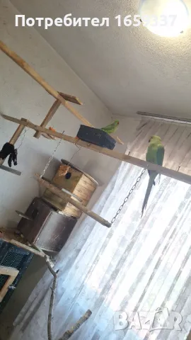  Работещ чифт малък Александър , снимка 2 - Папагали - 50361925