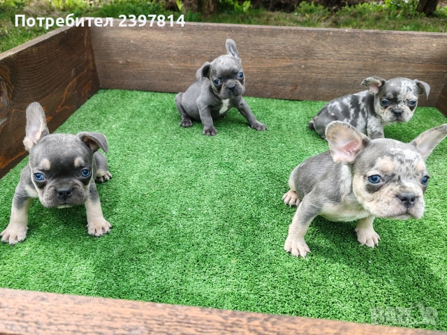 Френски булдог , снимка 7 - Френски булдог - 54012579