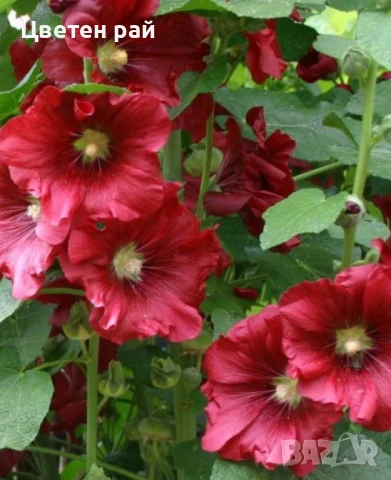 Домашни семена на цветя , снимка 5 - Градински цветя и растения - 51020468