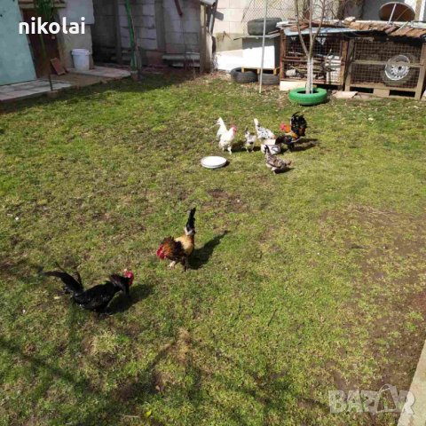 петли от порода джинка, снимка 3 - Кокошки и пуйки - 22385101