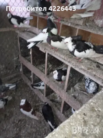 Пернишки капест, снимка 10 - Гълъби - 49426302