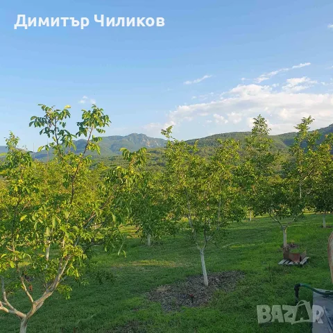 Орехова градина "Чандлър" с пълна инфраструктура и техника 40 дка