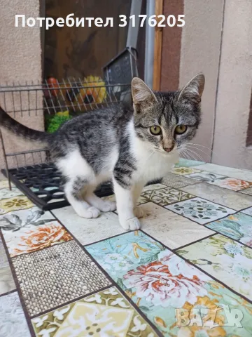 Женски котета търсят дом, снимка 3 - Други - 47355560