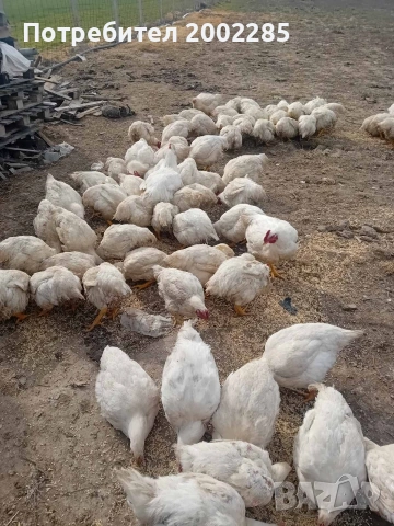 бройлери порода Росс 308