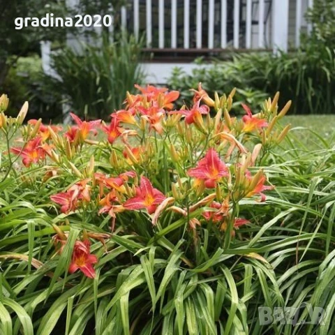 Хемерокалис Налични 5 вида, снимка 7 - Разсади - 50705358