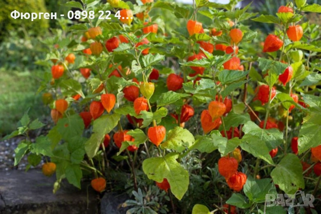 Физалис (Мехунка) – Студоустойчива разновидност, снимка 2 - Разсади - 52229433