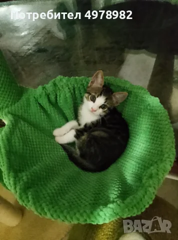 Подарявам малки котенца, снимка 3 - Други - 56507980