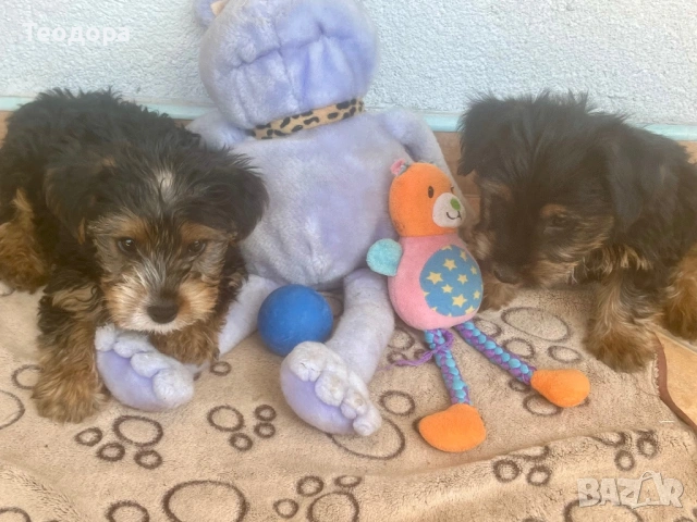 Йорки Ръсел териер , снимка 14 - Йоркширски териер - 54221299