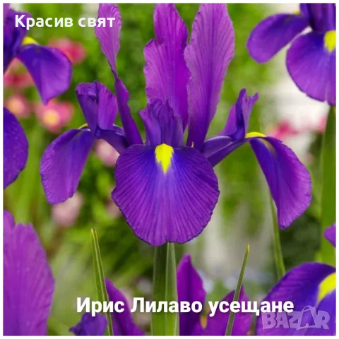 Луковици на 5 сорта високи ириси, снимка 4 - Градински цветя и растения - 56469392