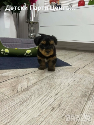 Йоркширски териер, мъжки. Много забавен. Даже вече се изхожда на памперс, е тъй, снимка 7 - Йоркширски териер - 52666968