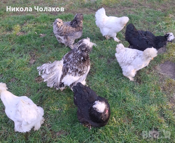 Струмски стандарт яйца , снимка 7 - Кокошки и пуйки - 54215414