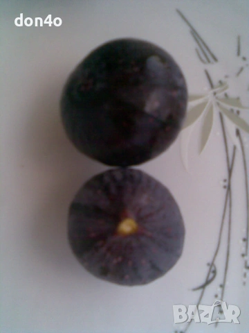 смокини , снимка 7 - Градински цветя и растения - 46435453