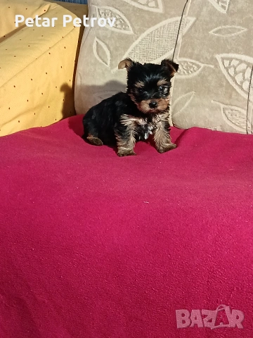 Йоркширски териер мини , снимка 2 - Йоркширски териер - 53883069