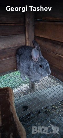 Продавам зайци и петли, снимка 7 - За птици - 54313050