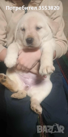 Лабрадорчета, снимка 3 - Лабрадор ретривър - 52723502