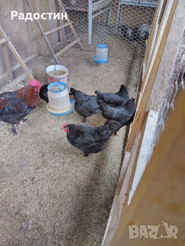 Черен маран оплодени яйца , снимка 2 - За птици - 53922801