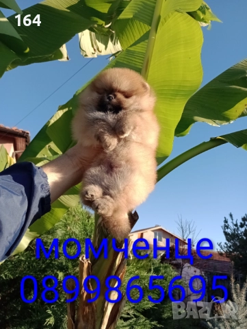 Померани. Реални снимки!, снимка 2 - Померан - 52543823