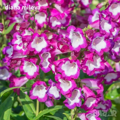 Пенстемон лилав, Penstemon polaris Purple, студоустойчив, снимка 2 - Градински цветя и растения - 54093394