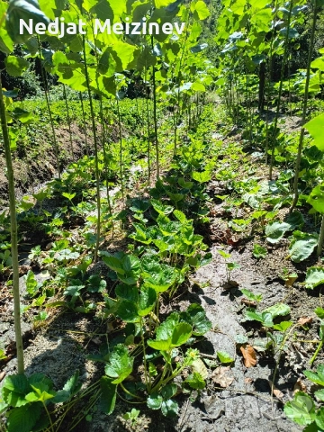 Топола , снимка 3 - Разсади - 51790990