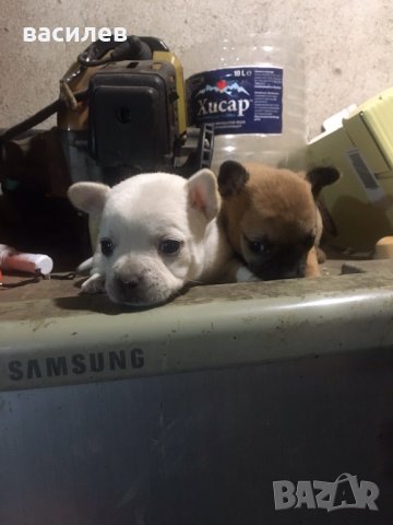 малки пинчерчета, снимка 1