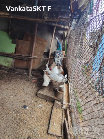 Двойки пауни, снимка 2 - други­ - 53351599