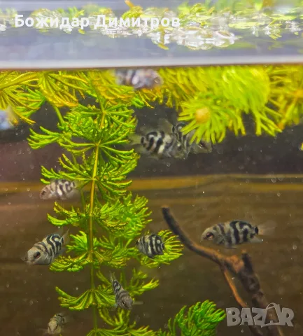 рибки син папагал  (Polar Blue Parrot Cichlid), снимка 2 - Рибки - 56085754