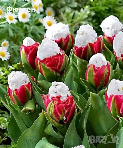 Сладоледено лале (Ice Cream Tulip), снимка 2 - Разсади - 56404944