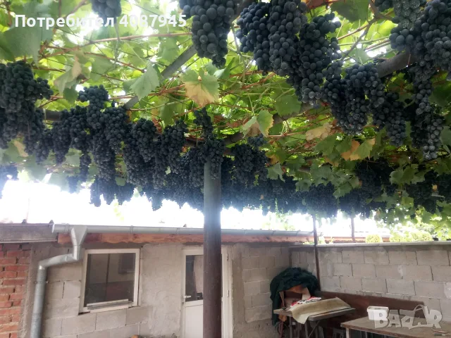 Продажба на грозде.